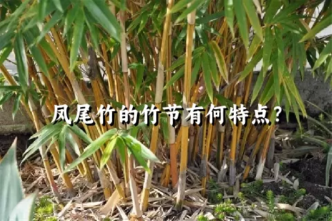 凤尾竹的竹节有何特点？