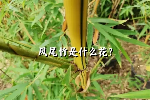 凤尾竹是什么花？