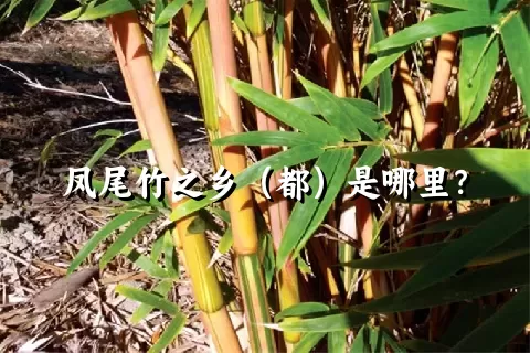 凤尾竹之乡（都）是哪里？