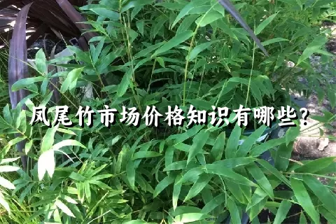 凤尾竹市场价格知识有哪些？