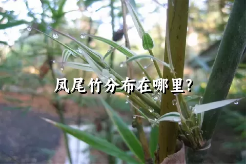 凤尾竹分布在哪里?