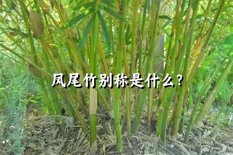 凤尾竹别称是什么？