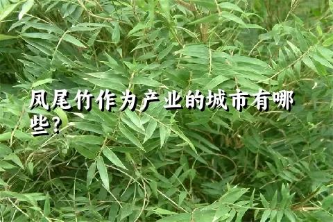 凤尾竹作为产业的城市有哪些？