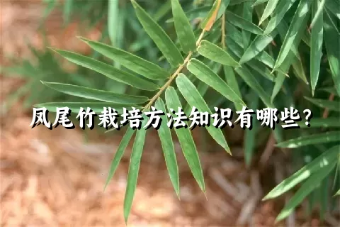 凤尾竹栽培方法知识有哪些？