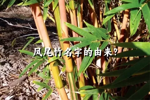 凤尾竹名字的由来？