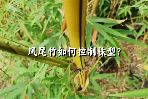 凤尾竹如何控制株型？