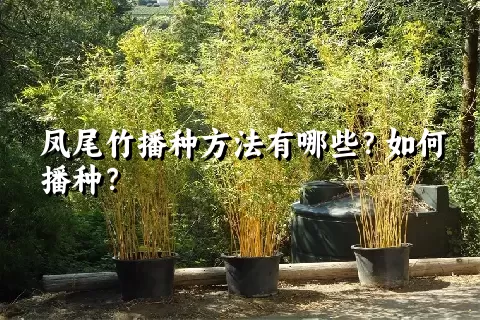 凤尾竹播种方法有哪些？如何播种？