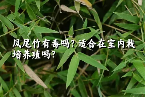 凤尾竹有毒吗？适合在室内栽培养殖吗？