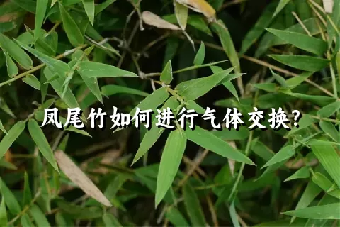 凤尾竹如何进行气体交换？