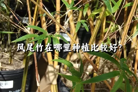 凤尾竹在哪里种植比较好？