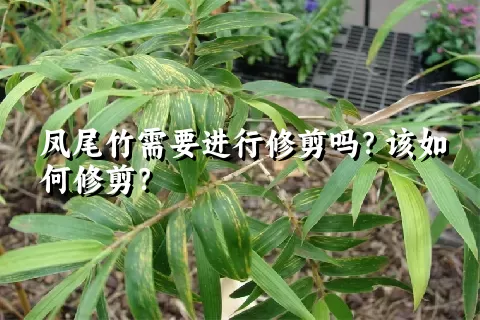 凤尾竹需要进行修剪吗？该如何修剪？