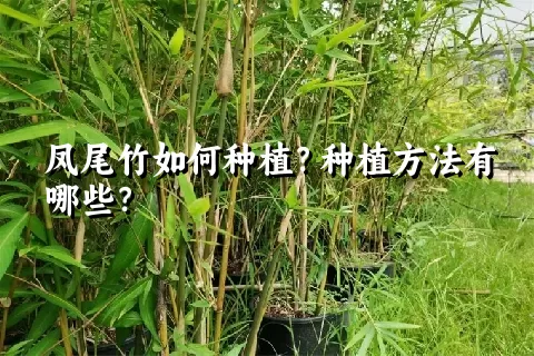 凤尾竹如何种植？种植方法有哪些？