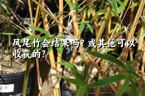 凤尾竹会结果吗？或其他可以收获的？