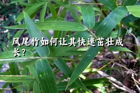 凤尾竹如何让其快速茁壮成长？