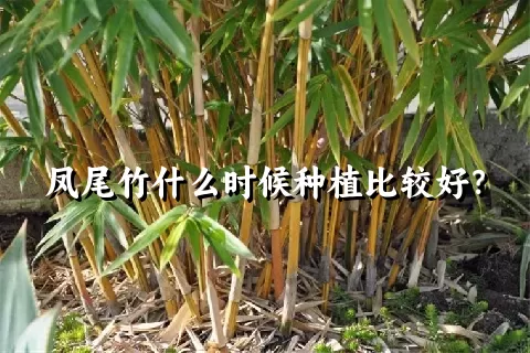 凤尾竹什么时候种植比较好？