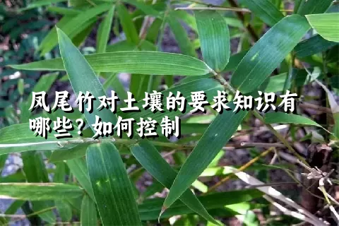 凤尾竹对土壤的要求知识有哪些？如何控制