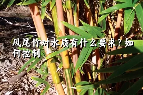 凤尾竹对水质有什么要求？如何控制