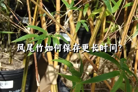 凤尾竹如何保存更长时间？