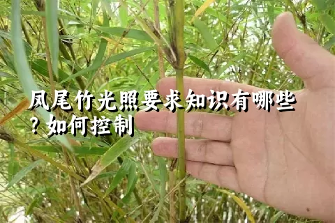 凤尾竹光照要求知识有哪些？如何控制