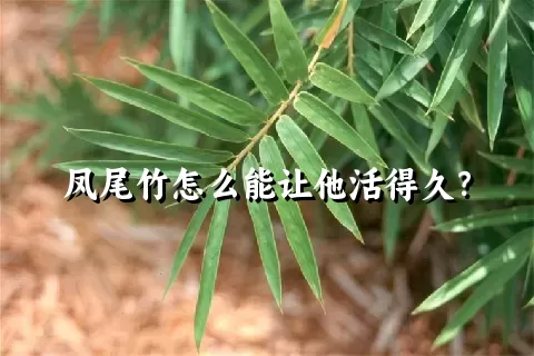 凤尾竹怎么能让他活得久？