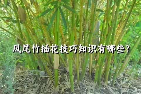 凤尾竹插花技巧知识有哪些？