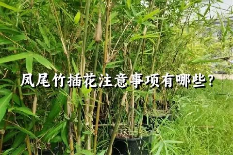 凤尾竹插花注意事项有哪些？