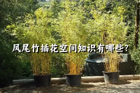 凤尾竹插花空间知识有哪些？