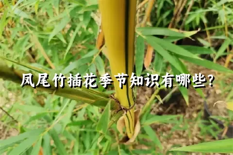 凤尾竹插花季节知识有哪些？