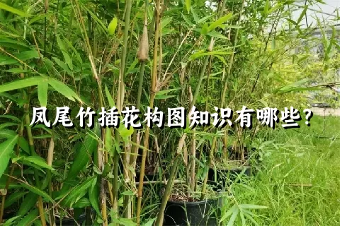 凤尾竹插花构图知识有哪些？