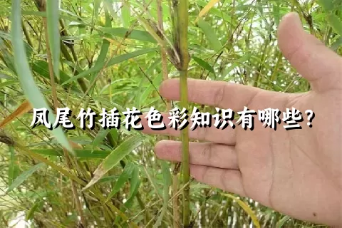 凤尾竹插花色彩知识有哪些？