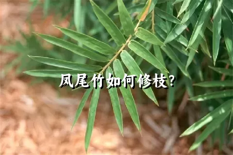 凤尾竹如何修枝？