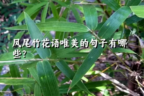 凤尾竹花语唯美的句子有哪些？