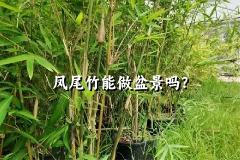 凤尾竹能做盆景吗？