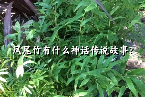 凤尾竹有什么神话传说故事？