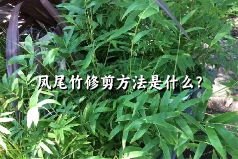 凤尾竹修剪方法是什么？