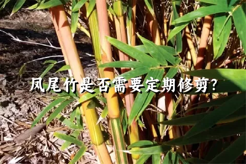 凤尾竹是否需要定期修剪？