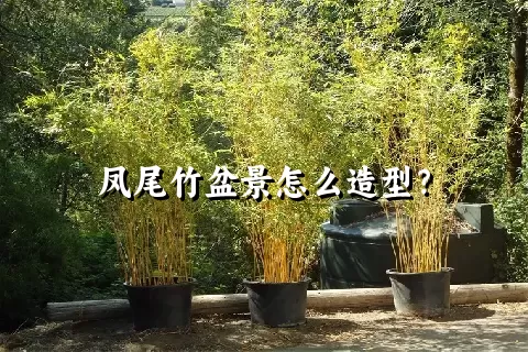 凤尾竹盆景怎么造型？