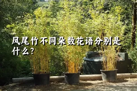 凤尾竹不同朵数花语分别是什么？