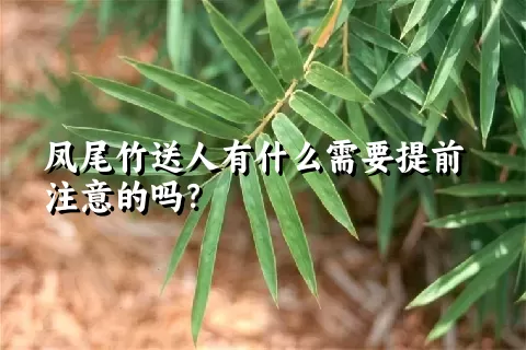 凤尾竹送人有什么需要提前注意的吗？