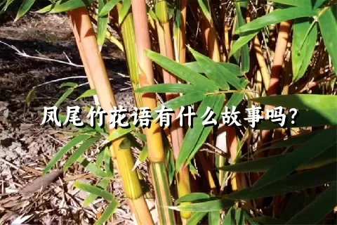 凤尾竹花语有什么故事吗？