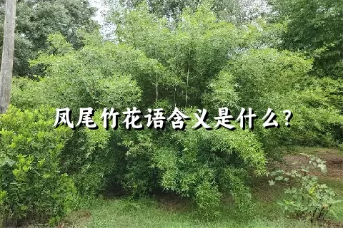 凤尾竹花语含义是什么？