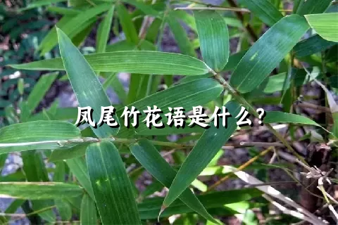 凤尾竹花语是什么？