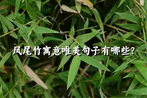 凤尾竹寓意唯美句子有哪些？