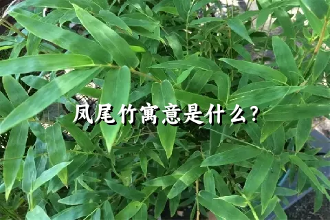 凤尾竹寓意是什么？