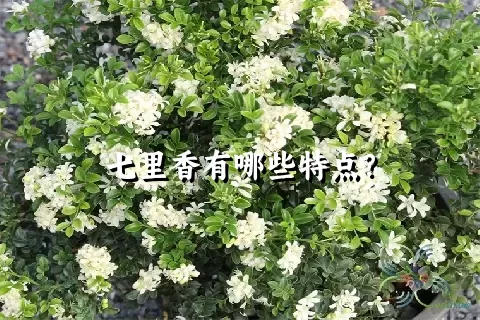 七里香有哪些特点？