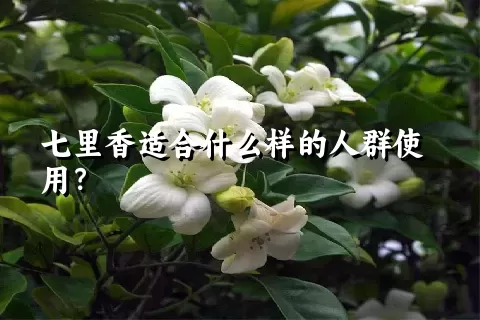 七里香适合什么样的人群使用？