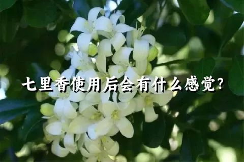 七里香使用后会有什么感觉？