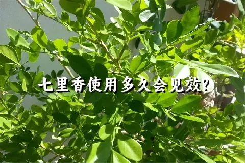 七里香使用多久会见效？