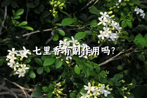 七里香有副作用吗？