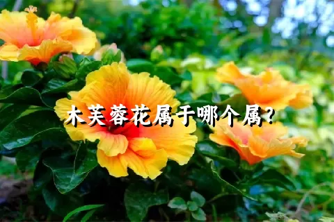 木芙蓉花属于哪个属？